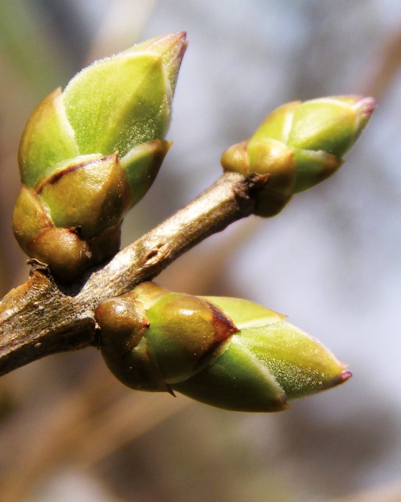 The liver, or the surge of spring