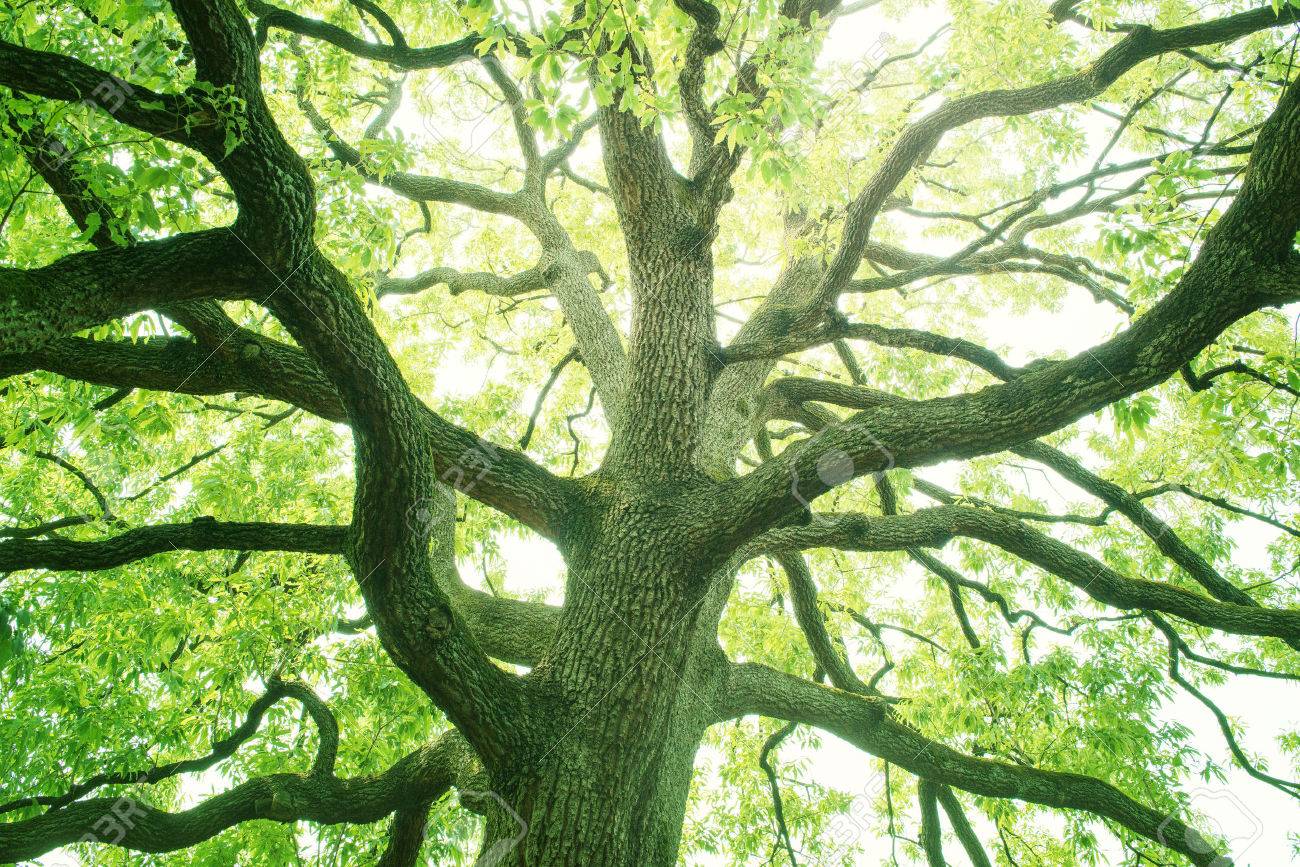 A floresta, pulmão e fígado do planeta