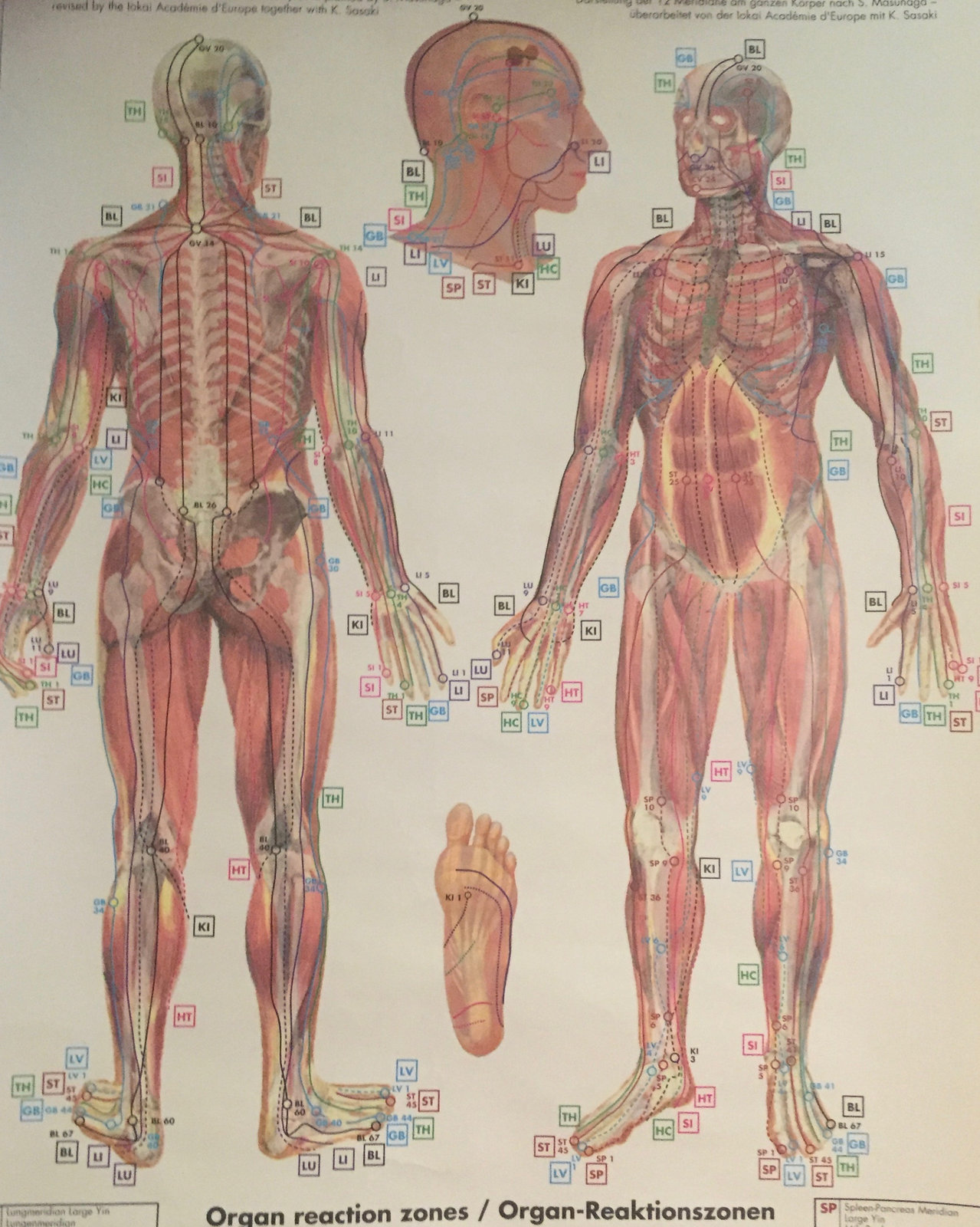 Mapa dos meridianos do shiatsu