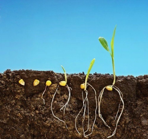 The earth turns the seed into wheat